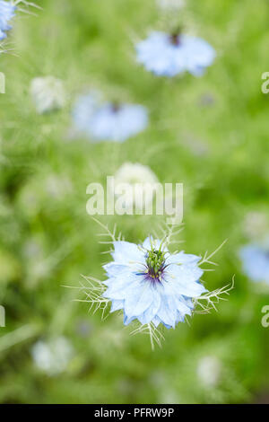 Nigella (Love-in-a-Mist) flower Stock Photo