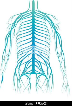 Illustration, human nervous system Stock Photo