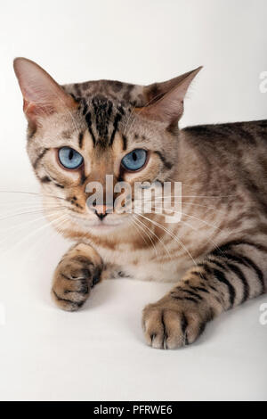 Brown rosetted Bengal cat with blue eyes, portrait, looking at camera Stock Photo