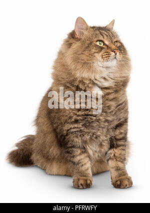 Siberian Cat Stock Photo