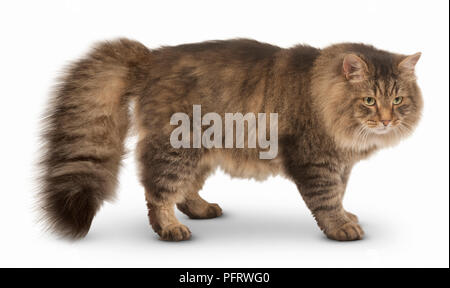 Siberian Cat Stock Photo