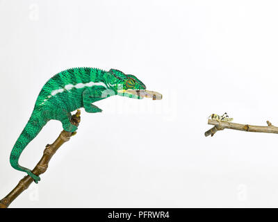Chameleon Stock Photo