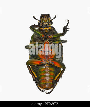 Giant Flower Beetle (Mecynhorrina torquata immaculicollis) Stock Photo
