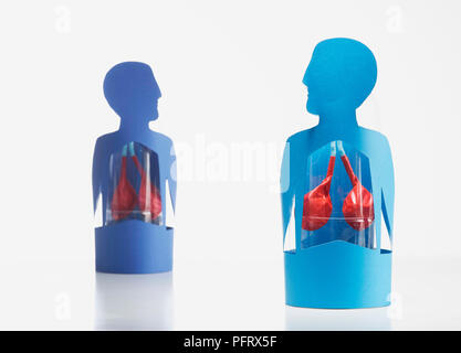 Model lungs. Stock Photo