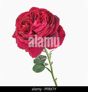 Rose Stock Photo
