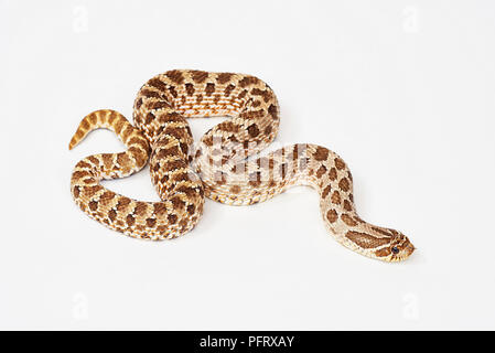 Plains hog-nosed snake (Heterodon nasicus) Stock Photo