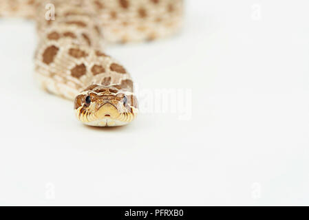 Plains hog-nosed snake (Heterodon nasicus) Stock Photo