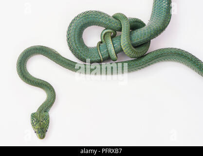 Green catsnake Boiga cyanea Stock Photo