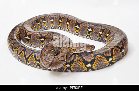 Reticulated python, Malayopython reticulatus. Stock Photo