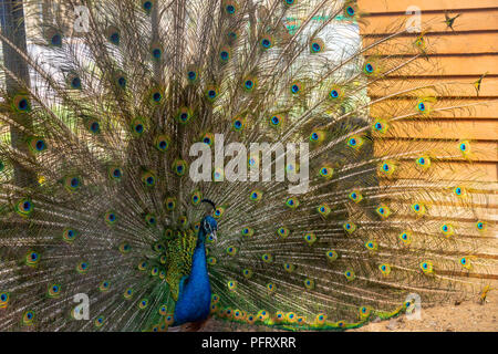 Peacock with open wings in profile.Beautiful Green Peafowl male with colorful tail fully open.Peacock showing its beautiful feathers. Male peacock displaying his tail feathers. Stock Photo