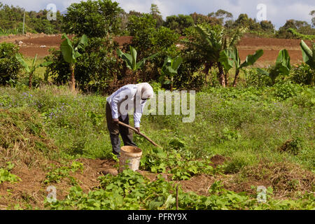 Flick-en-Flack, Mauritius - February 11, 2018 - a farmer in the field manually cultivates the crops Stock Photo