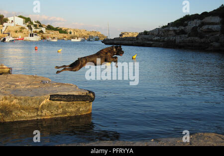 A large black dog leaps into the water off the quayside at Alacufar, Menorca, Spain Stock Photo