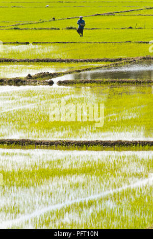 Vertical view of a man sowing rice grains in paddy fields in Sri Lanka. Stock Photo