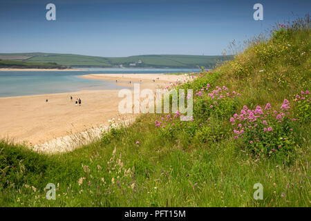 UK, Cornwall, Rock, wild flowers on dunes above beach below Cassock Hill Stock Photo