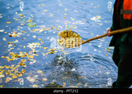 Cleaning swimming pond in the park from fallen leaves with special mesh in autumn, work in the city outdoors, , real scene Stock Photo