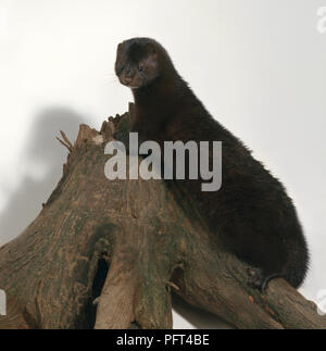 American mink (Neovison vison, Mustela vison), perching on a log, side view Stock Photo