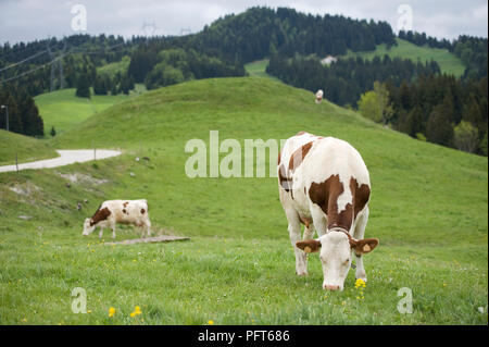 France, Jura, Les Moussieres, Simmental dairy cows grazing in field in lush countryside Stock Photo