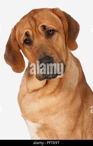 Head and shoulders of brownish-yellow Broholmer molosser breed of dog also known as Danish Broholmer Stock Photo