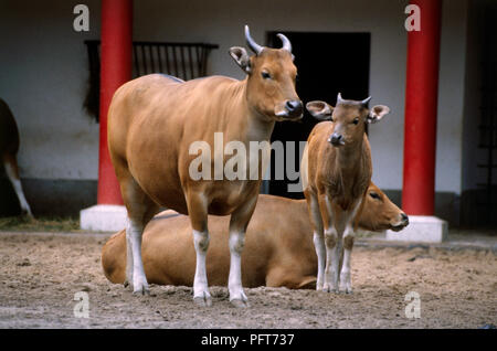 Banteng (Bos javanicus) cows and calf standing and lying down in enclosure Stock Photo