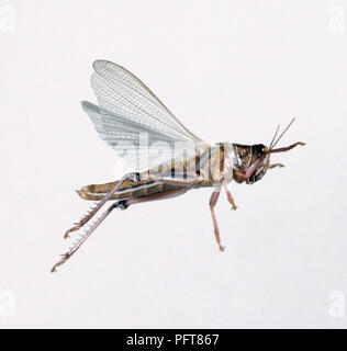 LOCUST WITH SPREAD WINGS Stock Photo - Alamy