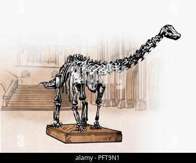 Illustration of dinosaur skeleton exhibit in museum, Diplodocus Stock Photo