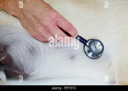 Labrador puppy being checked over by a vet. Listening to heart beat. Stock Photo