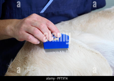 Labrador puppy being checked over by a vet. Checking for fleas Stock Photo