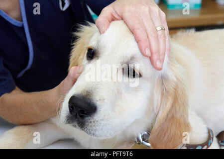 Labrador puppy being checked over by a vet. Checking eyes Stock Photo