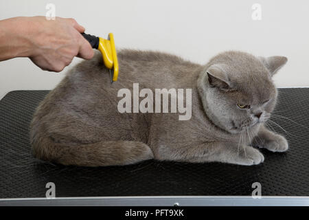 Blue British Shorthair: grooming coat using shedding blade at grooming parlour Stock Photo