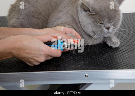 Blue British Shorthair: nail clipping at grooming parlour Stock Photo