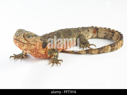 Chinese crocodile lizard (Shinisaurus crocodilurus) Stock Photo