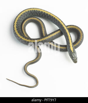 Santa Cruz garter snake (Thamnophis atratus)