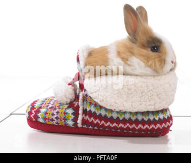 Brown and white rabbit sitting on slipper Stock Photo