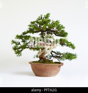 Bonsai Juniperus Chinensis 'Itoigawa' (Chinese Juniper) Stock Photo