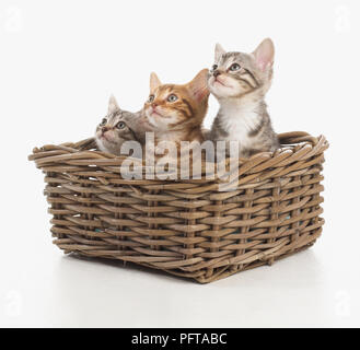 Three Bengal and British cross shorthair kittens in wicker basket, 5-week-old Stock Photo