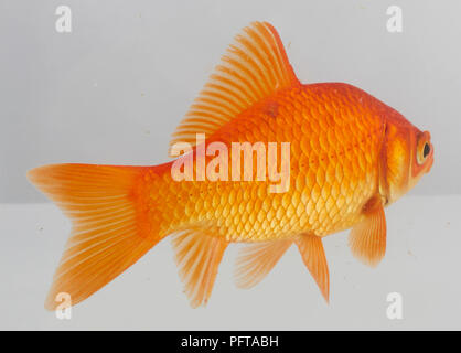 Goldfish Stock Photo