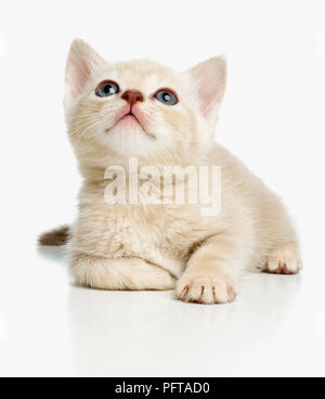 Burmese cross breed kitten Stock Photo
