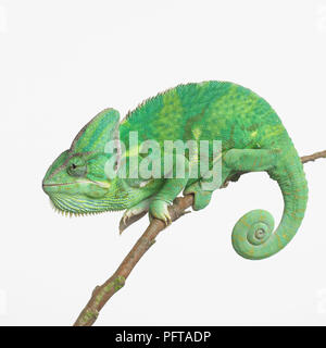 Yemen Chameleon, Veiled Chameleon (Chamaeleo calyptratus)