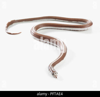 Lavender Stripe Kingsnake, Lavender Striped King Snake (Lampropeltis sp.), female Stock Photo