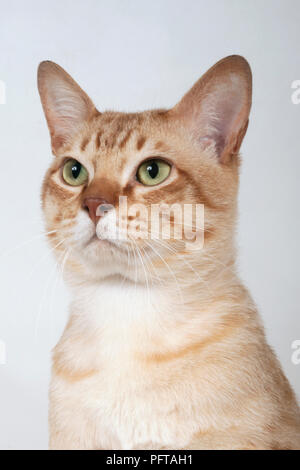 Australian Mist shorthair cat Stock Photo