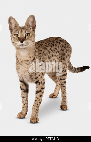 Savannah F1 Shorthair Cat Stock Photo