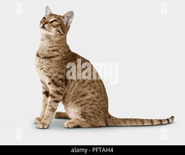 Savannah F6 Shorthair Cat Stock Photo