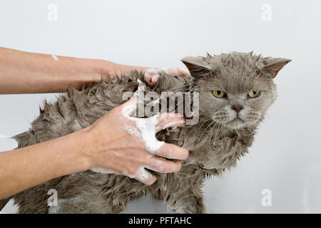 Blue British Shorthair: bathing sequence Stock Photo