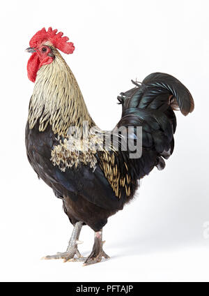 Rhode Island Red Bantam cockerel Stock Photo