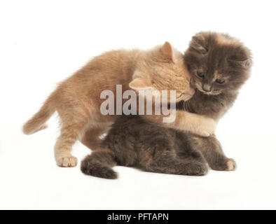 Kittens play fighting Stock Photo