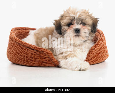 Shih Tzu puppy in dog bed, 8-week-old Stock Photo