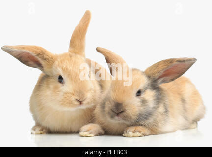 Young Dwarf Lop rabbits, 4-week-old Stock Photo