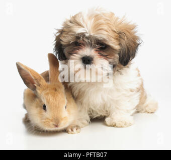 Young Dwarf Lop rabbit and Shih Tzu puppy Stock Photo