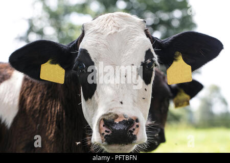 portrait of a cow, flies on its face Stock Photo