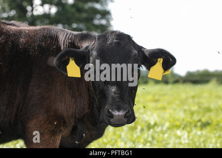 cow with flies on its face Stock Photo